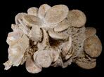 Fossil Sand Dollar (Heliophora) Cluster - Cyber Monday Deal! #14161-2